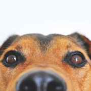 Dog Yoga at FFC Chicago