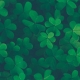 Four leaf clovers