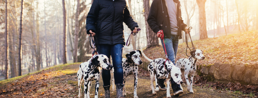 Man and woman walking in fall weather with dalmations.
