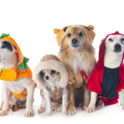 Four small dogs wearing Halloween costumes
