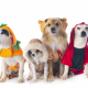 Four small dogs wearing Halloween costumes