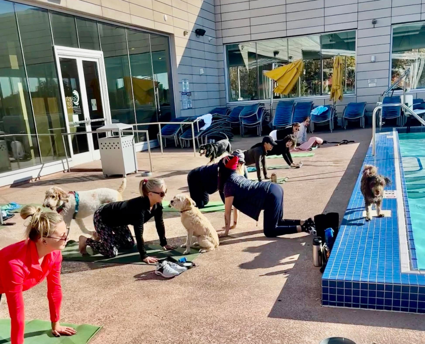 Doggie Yoga on the Rooftop Pool at FFC Park Ridge